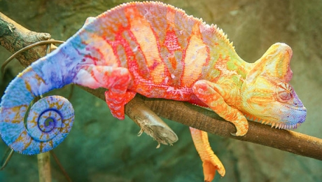 Биофизики объяснили, почему хамелеон меняет цвет ᐈ новость от 22:11, 12  марта 2015 на zakon.kz