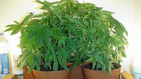 Выращивание конопли дома закон экстракт из конопли марихуана