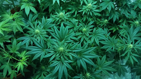 Марихуана будьте уверяют как вырастить автоцветущую марихуану дома